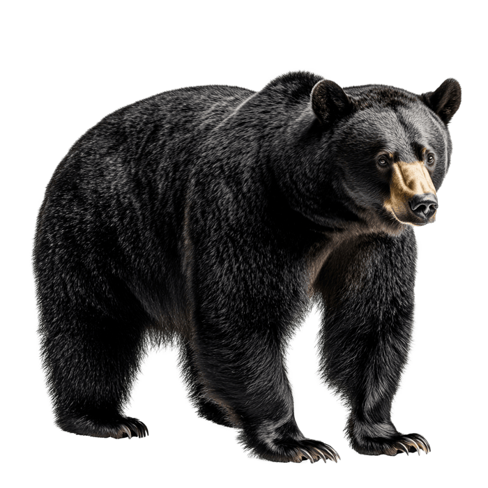 Black Bear